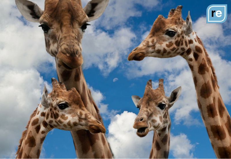Three giraffes against a blue sky with clouds, representing community and networking in NYC's WeLive space.