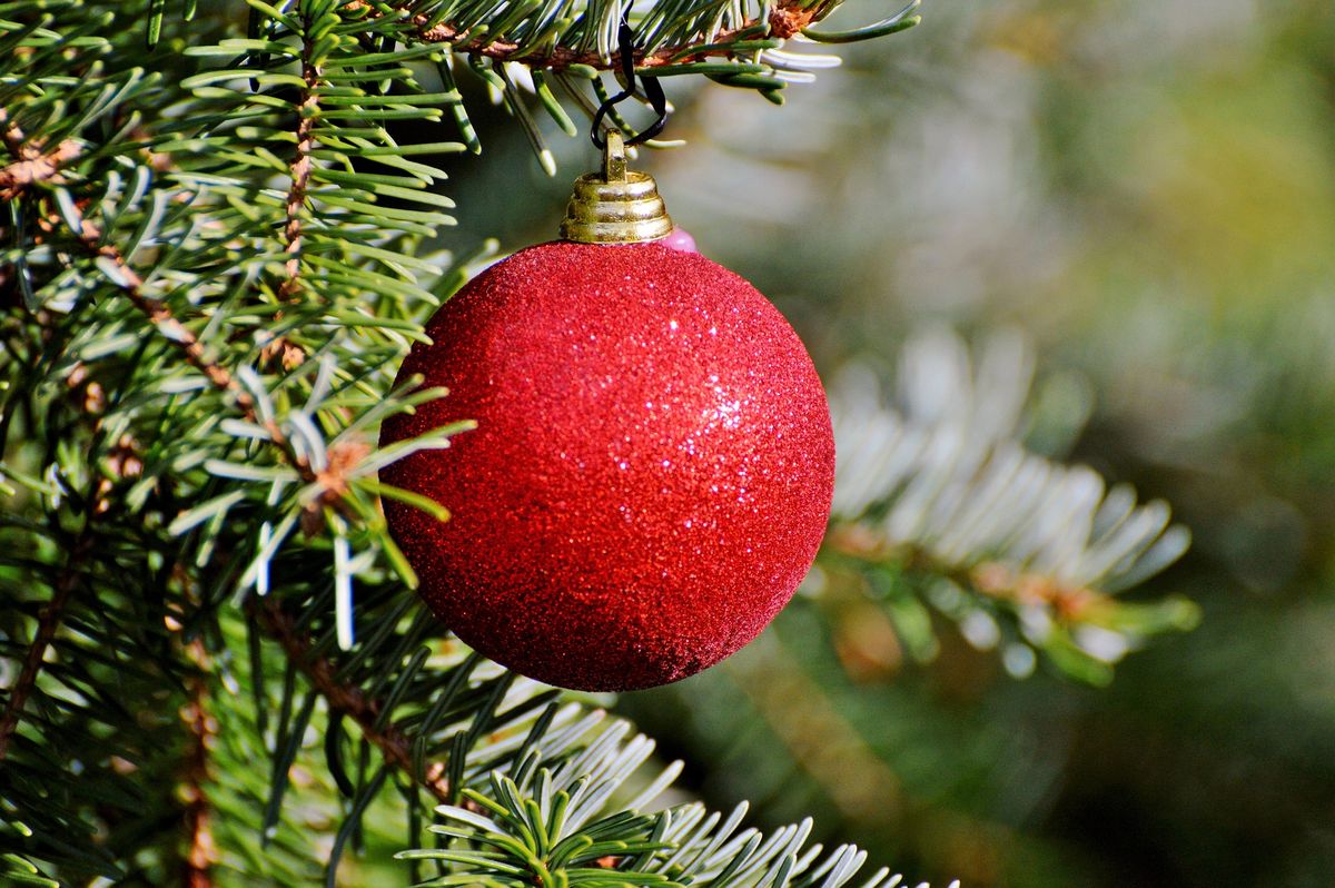 Glittering red Christmas bauble hanging on a green fir tree branch.